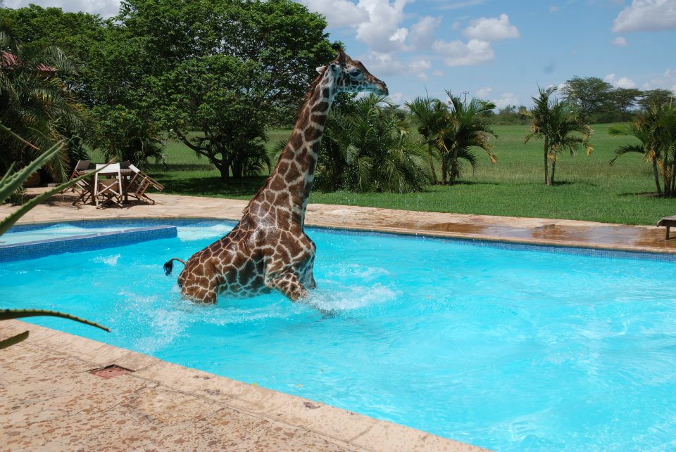 Giraffe taking a swim