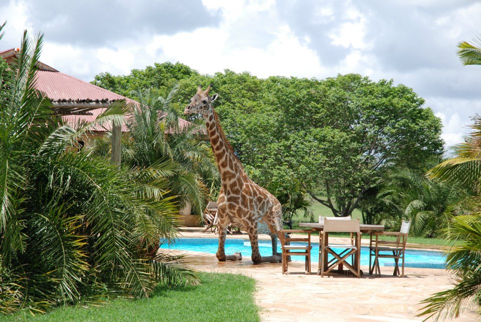 Giraffe taking a swim